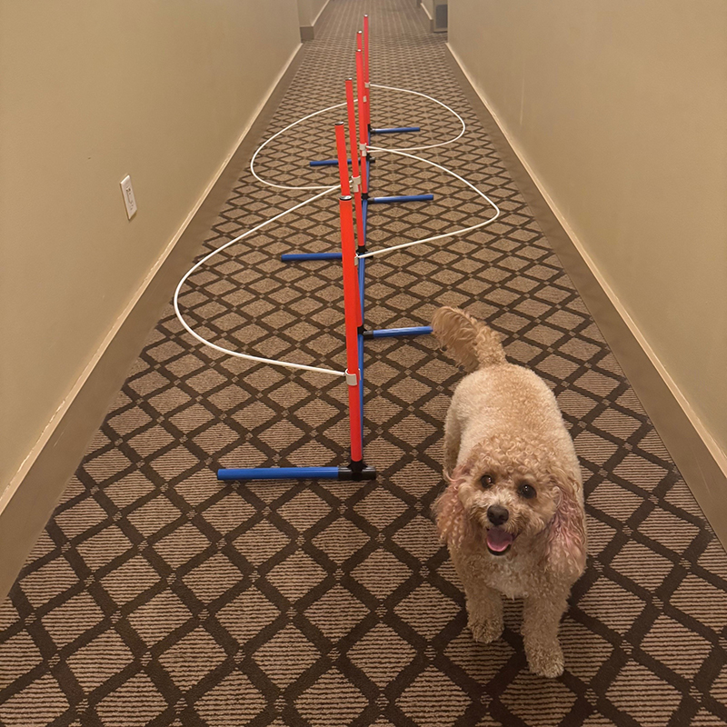 Dog Training Weave Guide