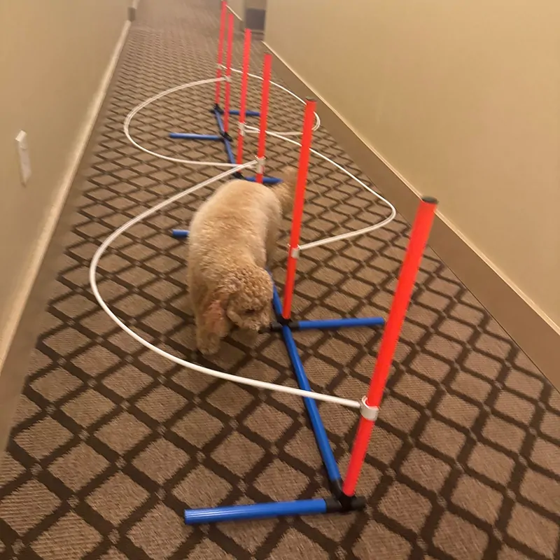 Dog Training Weave Guide - Image 2
