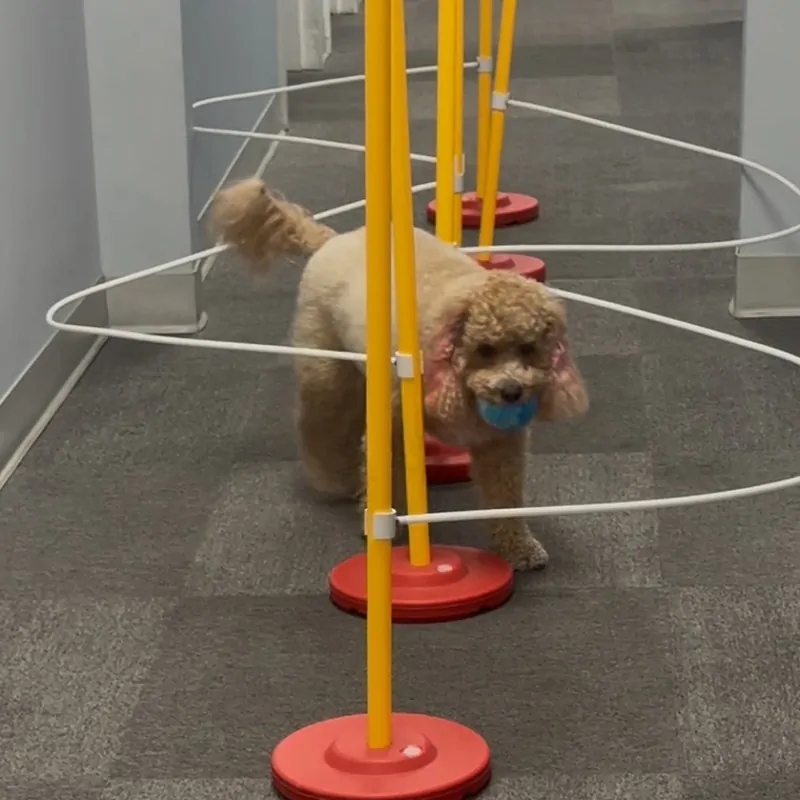 Dog Training Weave Guide - Image 4