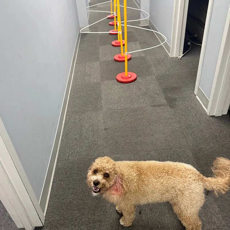 Dog Training Weave Guide - Image 3